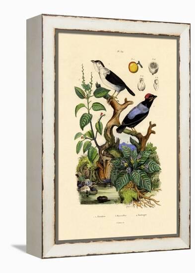 Manakins, 1833-39-null-Framed Premier Image Canvas