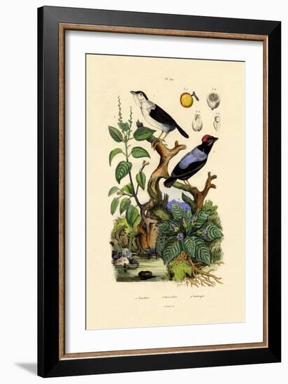 Manakins, 1833-39-null-Framed Giclee Print