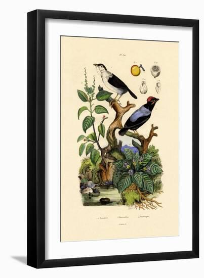 Manakins, 1833-39-null-Framed Giclee Print