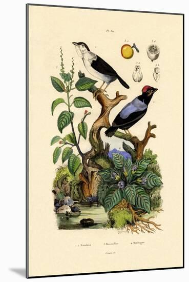Manakins, 1833-39-null-Mounted Giclee Print