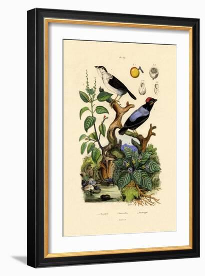 Manakins, 1833-39-null-Framed Giclee Print