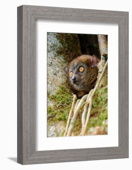 Mananara-nord sportive lemur peering out between branches-Nick Garbutt-Framed Photographic Print