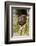 Mananara-nord sportive lemur peering out between branches-Nick Garbutt-Framed Photographic Print