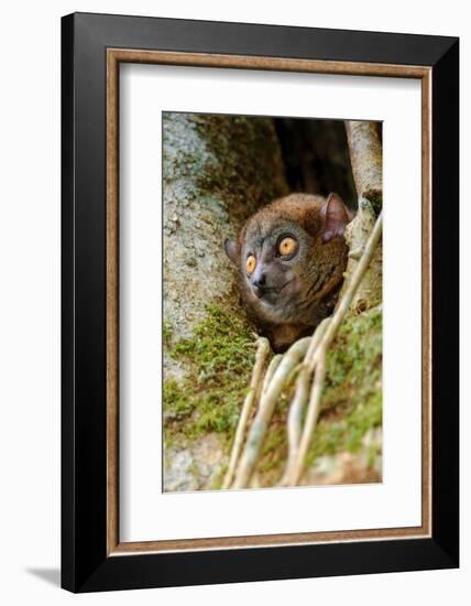 Mananara-nord sportive lemur peering out between branches-Nick Garbutt-Framed Photographic Print