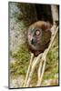 Mananara-nord sportive lemur peering out between branches-Nick Garbutt-Mounted Photographic Print