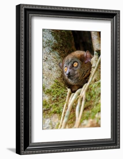 Mananara-nord sportive lemur peering out between branches-Nick Garbutt-Framed Photographic Print