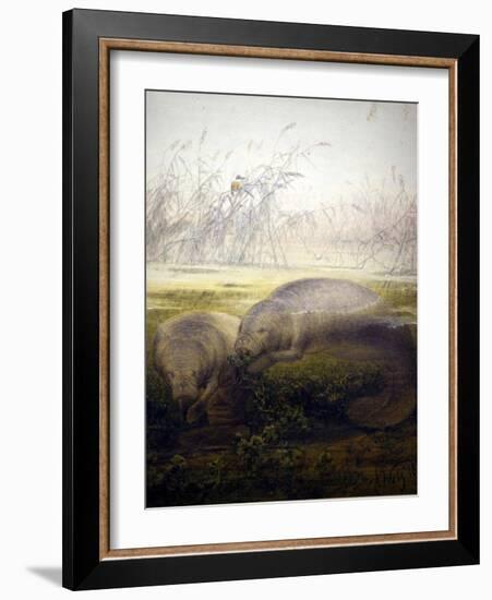 Manatee, 1879-Joseph Wolf-Framed Giclee Print