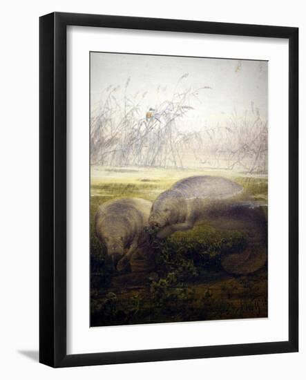 Manatee, 1879-Joseph Wolf-Framed Giclee Print