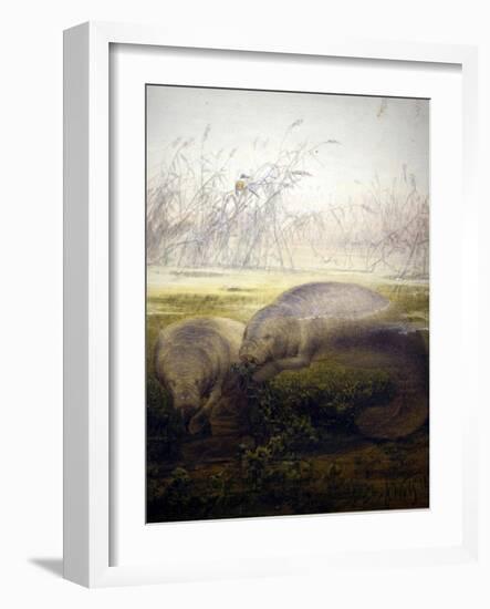 Manatee, 1879-Joseph Wolf-Framed Giclee Print