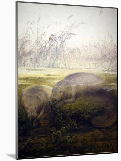 Manatee, 1879-Joseph Wolf-Mounted Giclee Print