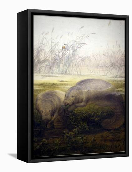 Manatee, 1879-Joseph Wolf-Framed Premier Image Canvas