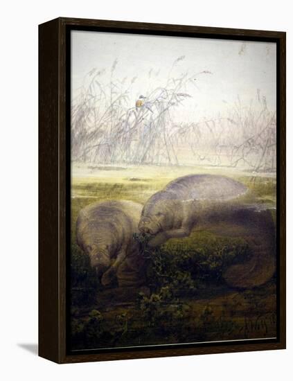 Manatee, 1879-Joseph Wolf-Framed Premier Image Canvas