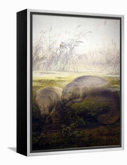 Manatee, 1879-Joseph Wolf-Framed Premier Image Canvas