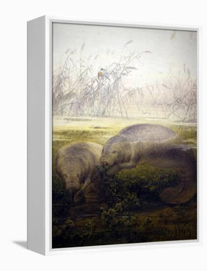 Manatee, 1879-Joseph Wolf-Framed Premier Image Canvas