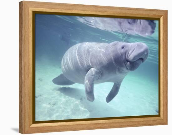 Manatee, Crystal River NW Refuge, FL-Frank Staub-Framed Premier Image Canvas