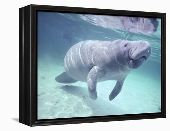 Manatee, Crystal River NW Refuge, FL-Frank Staub-Framed Premier Image Canvas