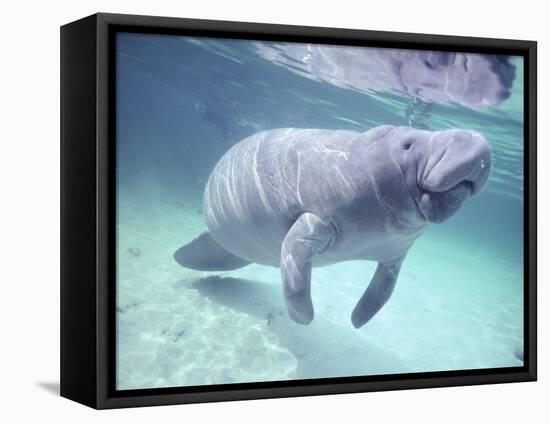 Manatee, Crystal River NW Refuge, FL-Frank Staub-Framed Premier Image Canvas