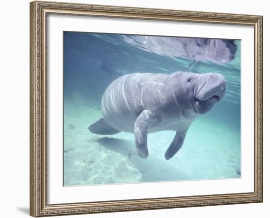 Manatee, Crystal River NW Refuge, FL-Frank Staub-Framed Photographic Print