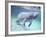 Manatee, Crystal River NW Refuge, FL-Frank Staub-Framed Photographic Print