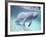 Manatee, Crystal River NW Refuge, FL-Frank Staub-Framed Photographic Print