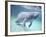 Manatee, Crystal River NW Refuge, FL-Frank Staub-Framed Photographic Print