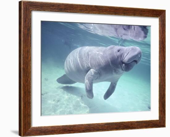 Manatee, Crystal River NW Refuge, FL-Frank Staub-Framed Photographic Print