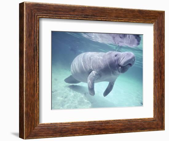 Manatee, Crystal River NW Refuge, FL-Frank Staub-Framed Photographic Print