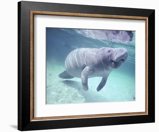 Manatee, Crystal River NW Refuge, FL-Frank Staub-Framed Photographic Print