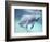 Manatee, Crystal River NW Refuge, FL-Frank Staub-Framed Photographic Print