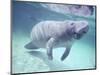 Manatee, Crystal River NW Refuge, FL-Frank Staub-Mounted Photographic Print