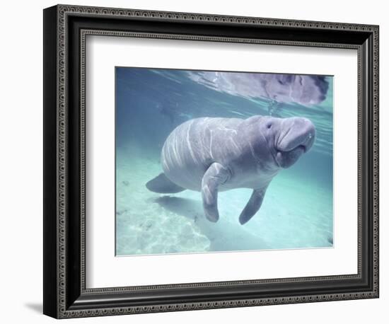 Manatee, Crystal River NW Refuge, FL-Frank Staub-Framed Photographic Print