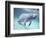 Manatee, Crystal River NW Refuge, FL-Frank Staub-Framed Photographic Print