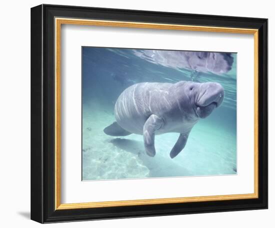 Manatee, Crystal River NW Refuge, FL-Frank Staub-Framed Photographic Print