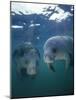 Manatee, Crystal Springs, Florida-Stuart Westmorland-Mounted Photographic Print