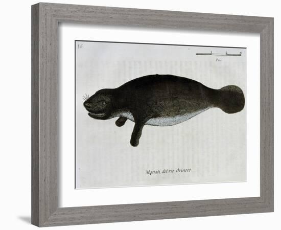 Manatee from Rio Orinoco and Amazonian Manatee (Trichechus Inunguis)-null-Framed Giclee Print