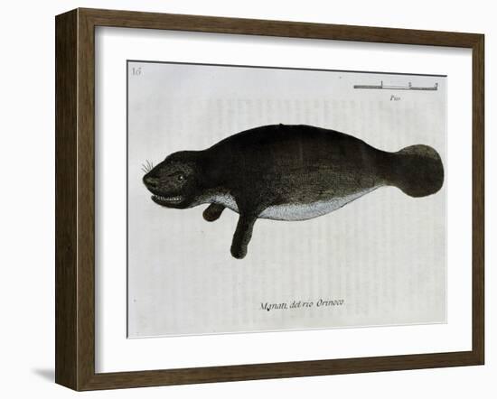 Manatee from Rio Orinoco and Amazonian Manatee (Trichechus Inunguis)-null-Framed Giclee Print