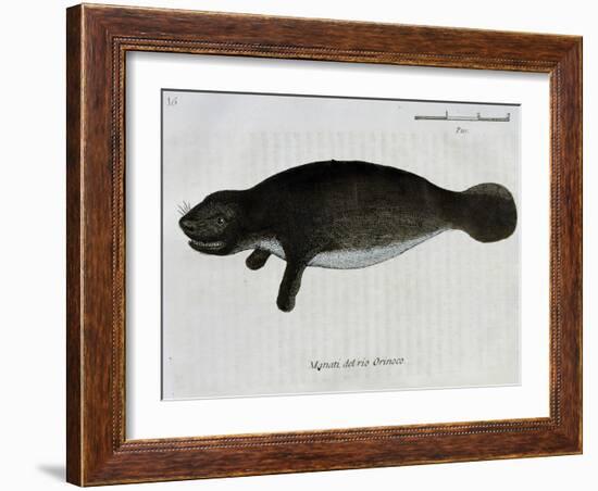 Manatee from Rio Orinoco and Amazonian Manatee (Trichechus Inunguis)-null-Framed Giclee Print