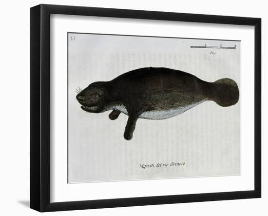 Manatee from Rio Orinoco and Amazonian Manatee (Trichechus Inunguis)--Framed Giclee Print