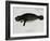 Manatee from Rio Orinoco and Amazonian Manatee (Trichechus Inunguis)-null-Framed Giclee Print