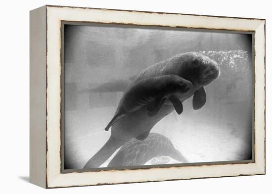 Manatee Mother and Newborn Swimming-null-Framed Premier Image Canvas