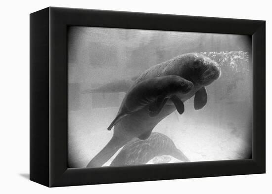 Manatee Mother and Newborn Swimming-null-Framed Premier Image Canvas