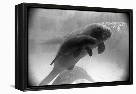 Manatee Mother and Newborn Swimming-null-Framed Premier Image Canvas