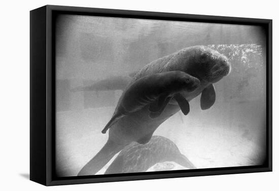 Manatee Mother and Newborn Swimming-null-Framed Premier Image Canvas