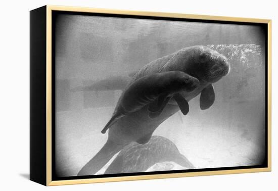 Manatee Mother and Newborn Swimming-null-Framed Premier Image Canvas