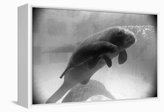 Manatee Mother and Newborn Swimming-null-Framed Premier Image Canvas