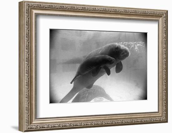 Manatee Mother and Newborn Swimming-null-Framed Photographic Print