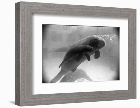 Manatee Mother and Newborn Swimming-null-Framed Photographic Print