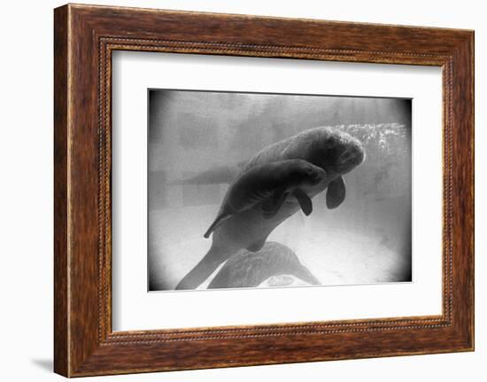 Manatee Mother and Newborn Swimming-null-Framed Photographic Print