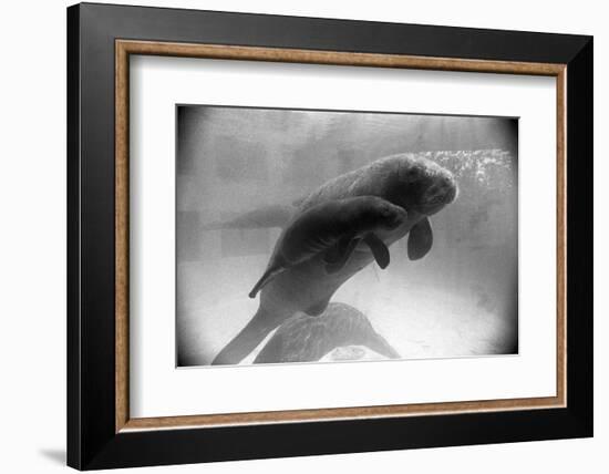 Manatee Mother and Newborn Swimming-null-Framed Photographic Print