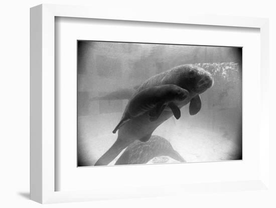 Manatee Mother and Newborn Swimming-null-Framed Photographic Print